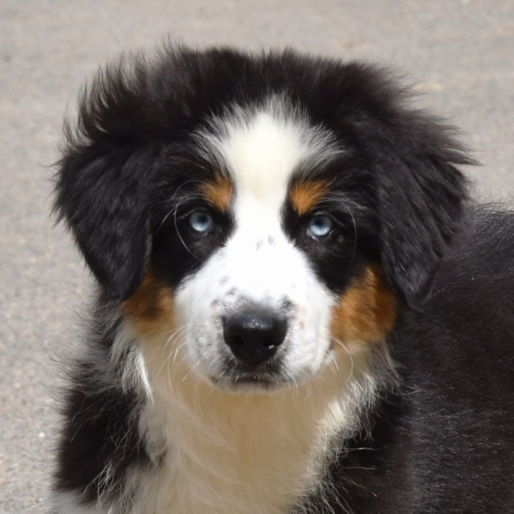 De La Folle Emprise - Chiots disponibles - Berger Australien