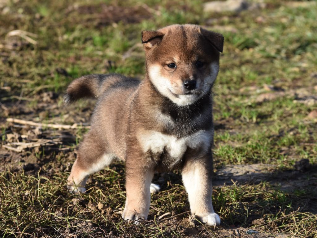 De La Folle Emprise - Chiots disponibles - Shiba