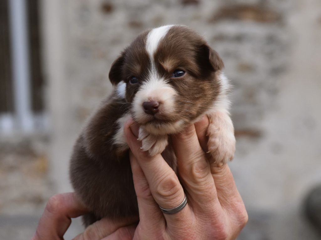 De La Folle Emprise - Chiots disponibles - Berger Australien