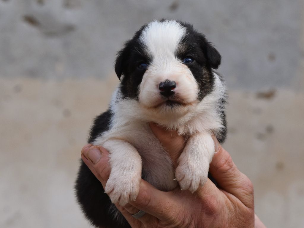 De La Folle Emprise - Chiots disponibles - Berger Australien