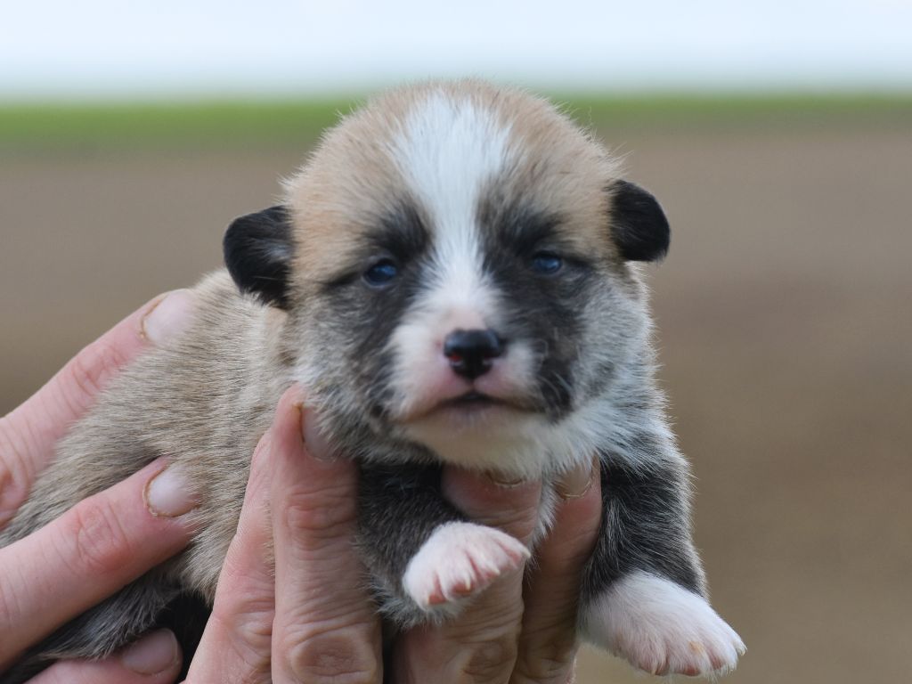 De La Folle Emprise - Chiots disponibles - Welsh Corgi Pembroke