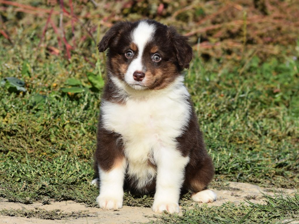 De La Folle Emprise - Chiots disponibles - Berger Américain Miniature 