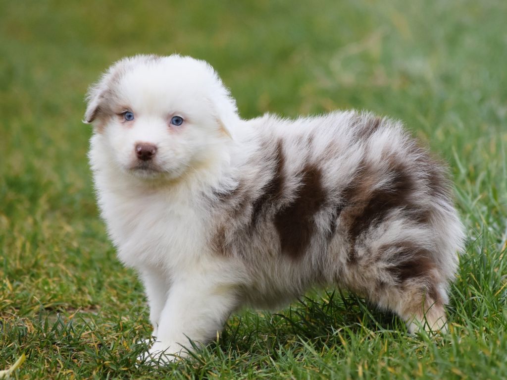 De La Folle Emprise - Chiots disponibles - Berger Australien