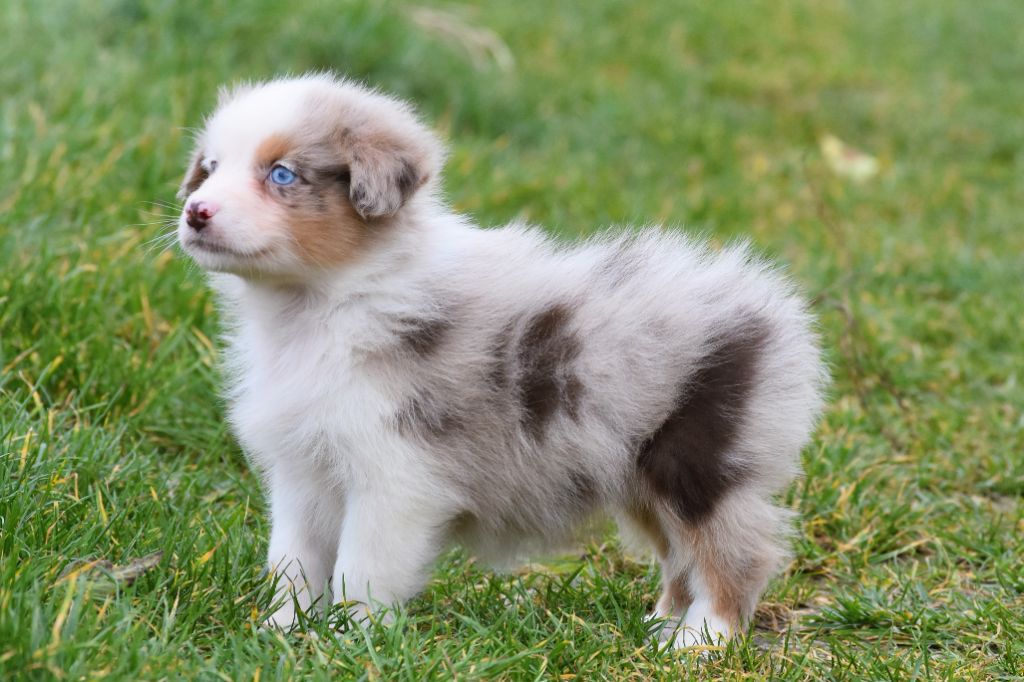 De La Folle Emprise - Chiots disponibles - Berger Australien