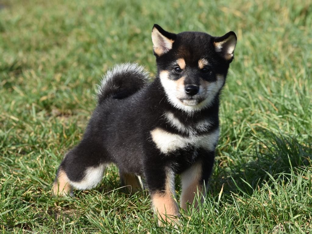 De La Folle Emprise - Chiots disponibles - Shiba