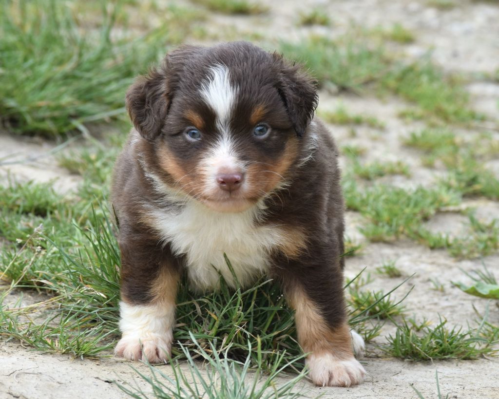 De La Folle Emprise - Chiots disponibles - Berger Américain Miniature 