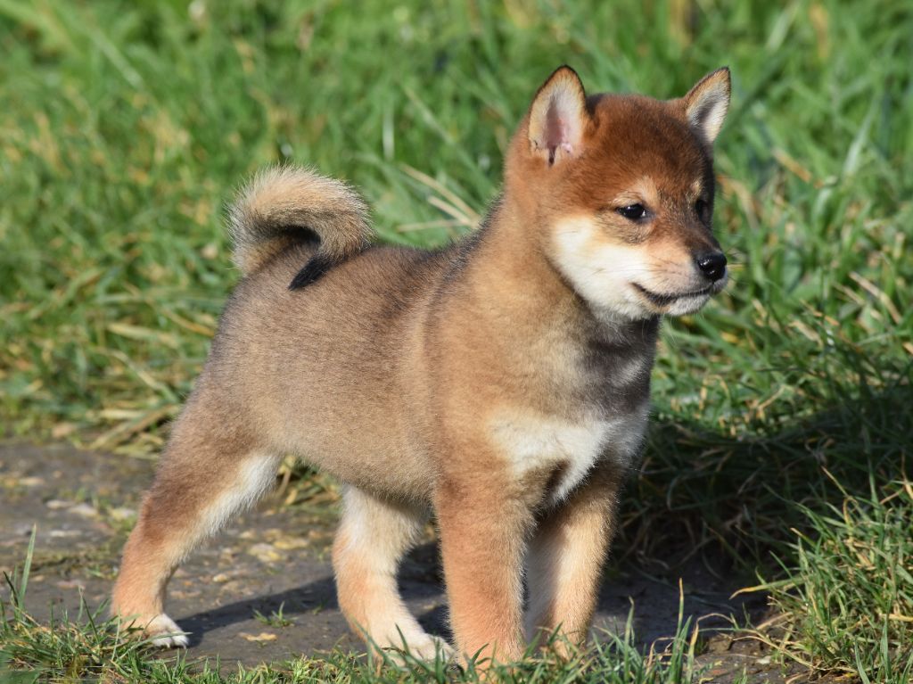 De La Folle Emprise - Chiots disponibles - Shiba