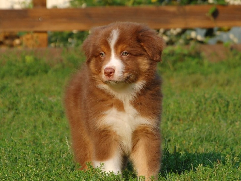 Chiot Berger Australien De La Folle Emprise