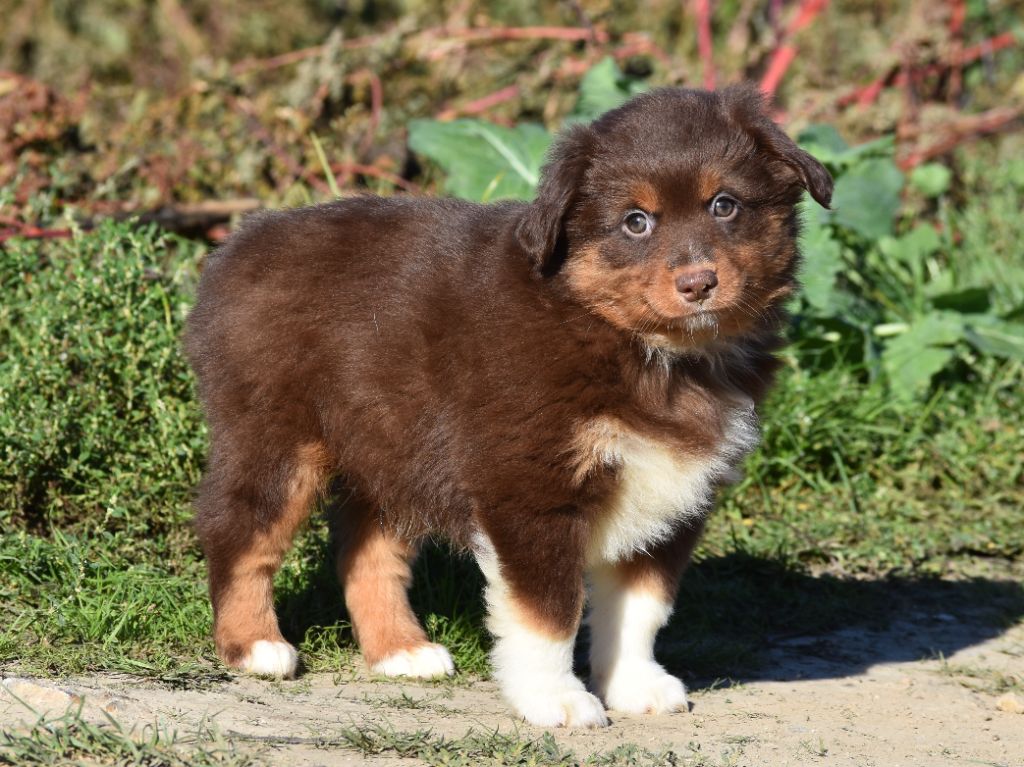 De La Folle Emprise - Chiots disponibles - Berger Américain Miniature 