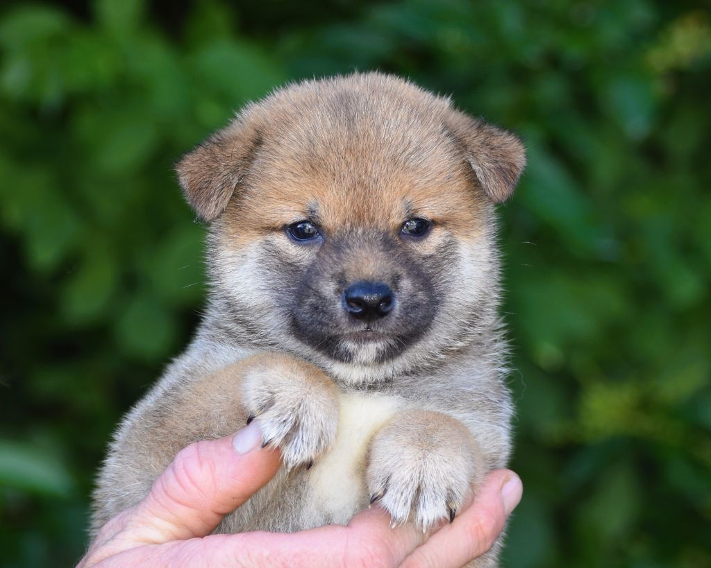De La Folle Emprise - Chiots disponibles - Shiba