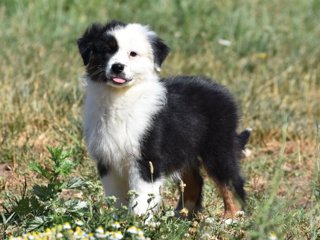 De La Folle Emprise - Chiots disponibles - Berger Australien