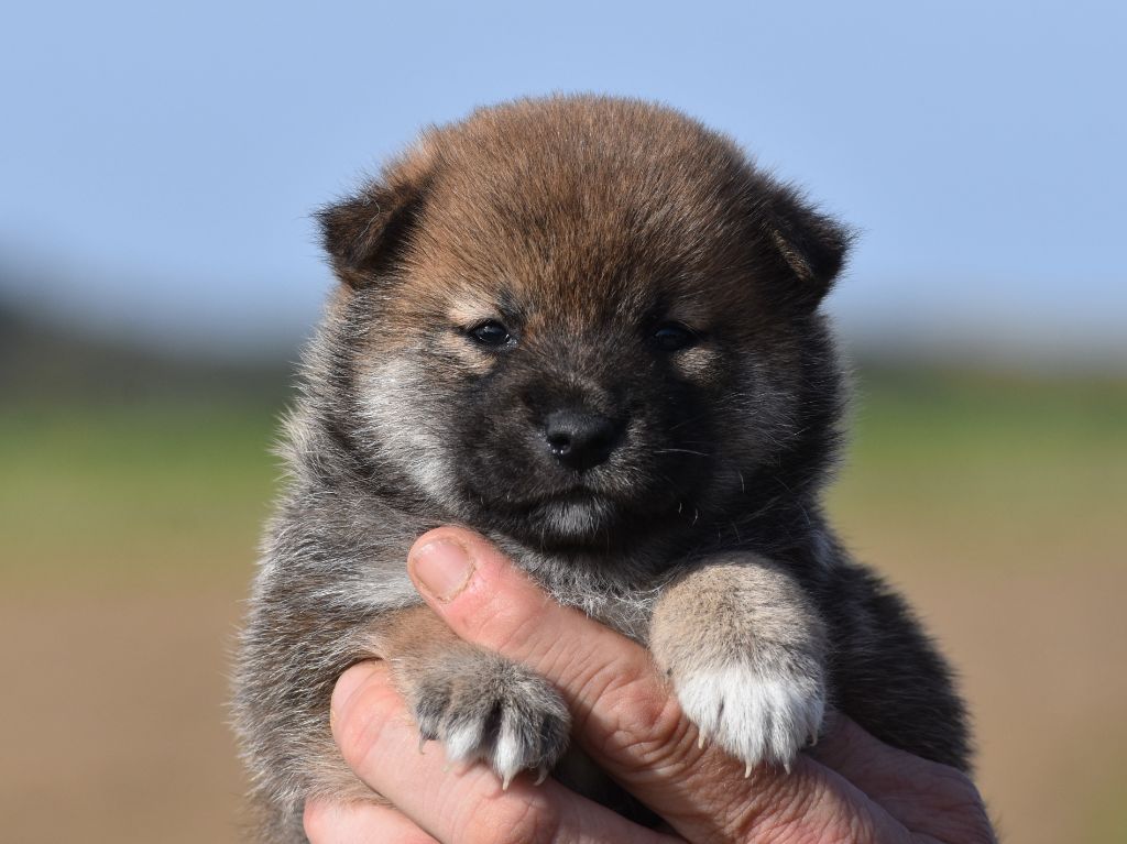 De La Folle Emprise - Chiots disponibles - Shiba