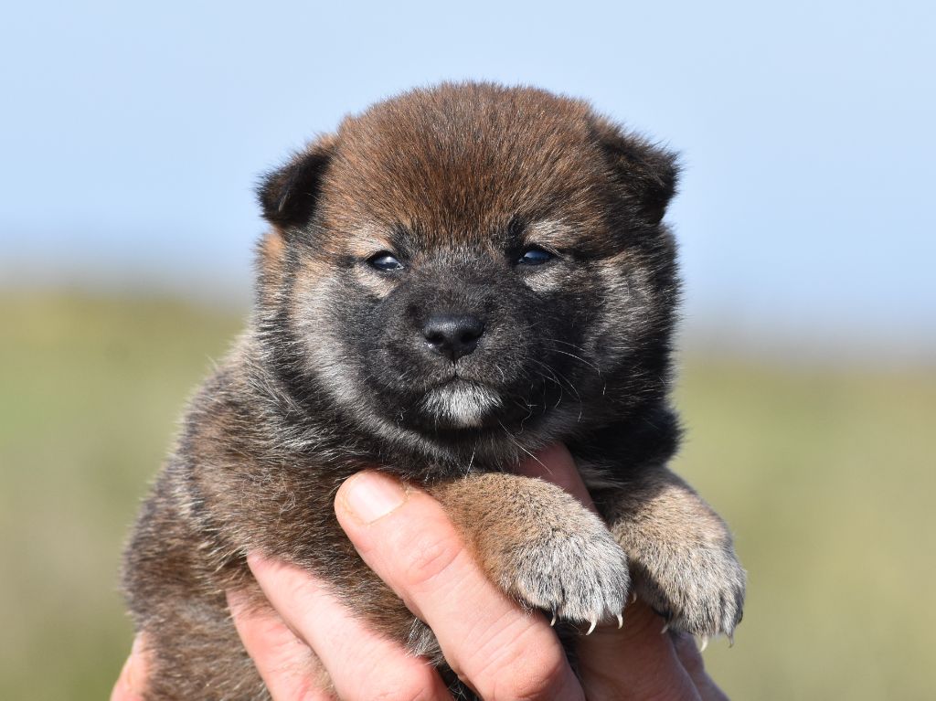 De La Folle Emprise - Chiots disponibles - Shiba