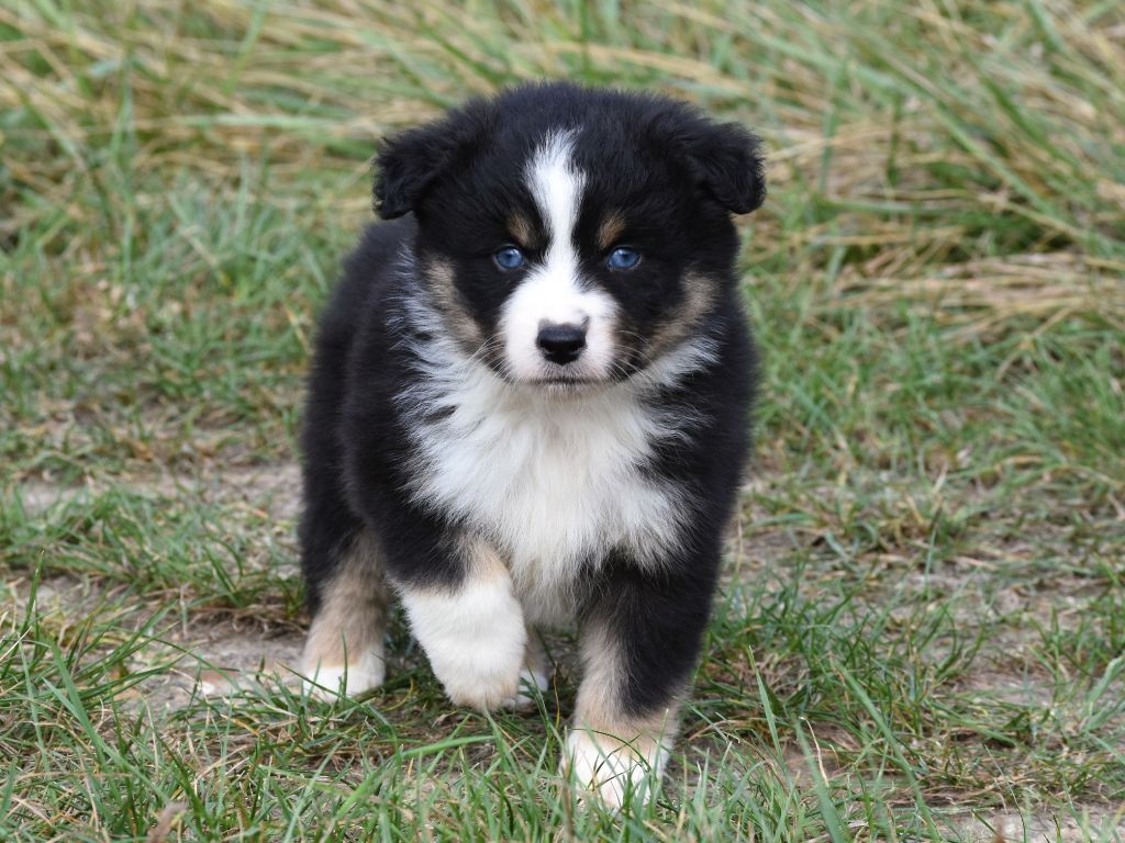 De La Folle Emprise - Chiots disponibles - Berger Américain Miniature 