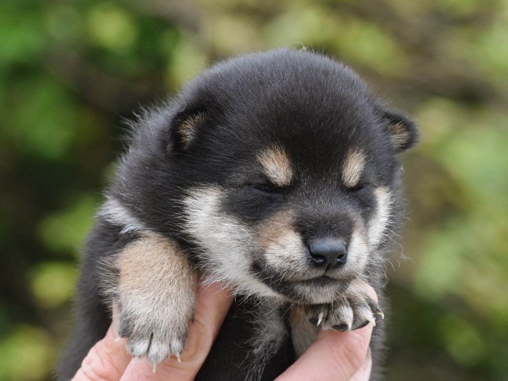 De La Folle Emprise - Chiots disponibles - Shiba