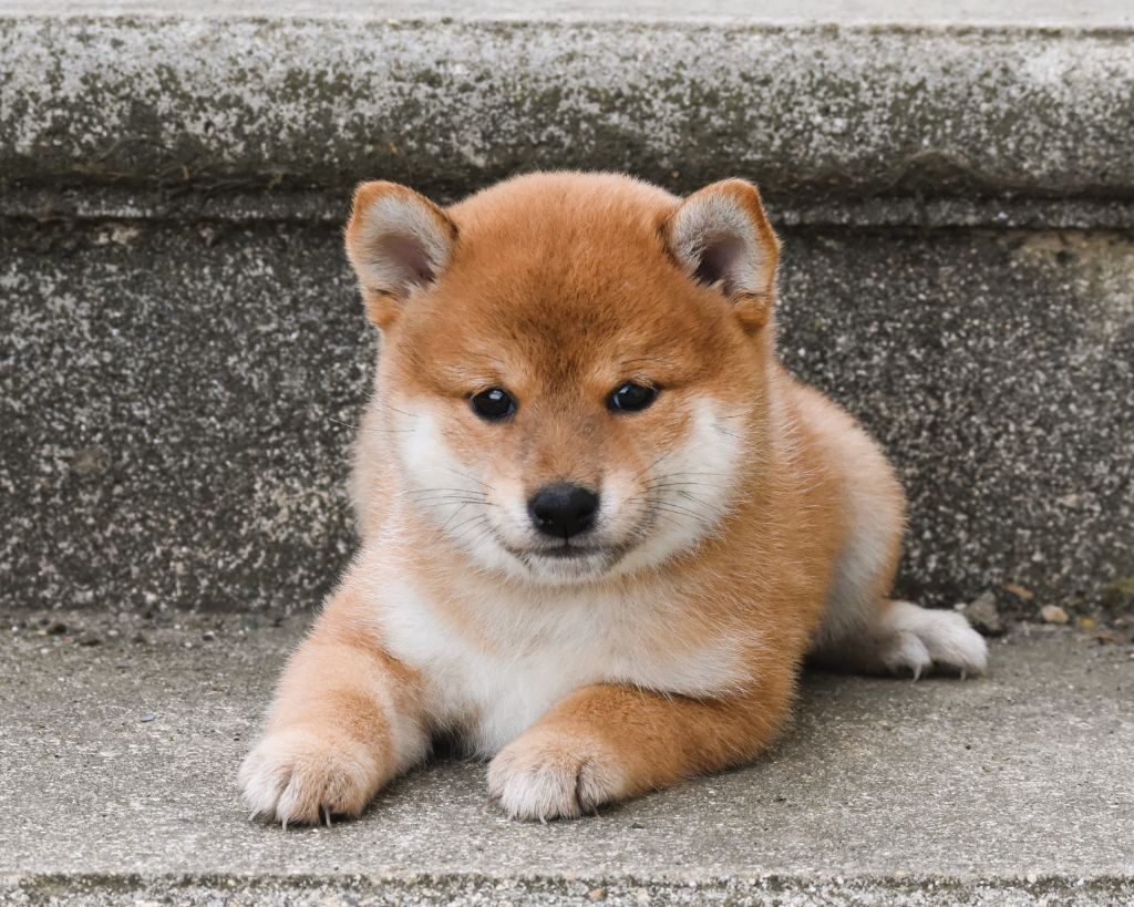 De La Folle Emprise - Chiots disponibles - Shiba