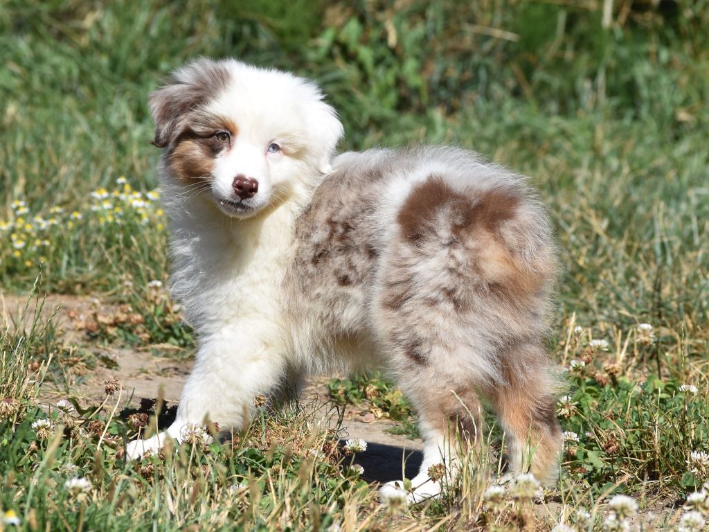 De La Folle Emprise - Chiots disponibles - Berger Australien