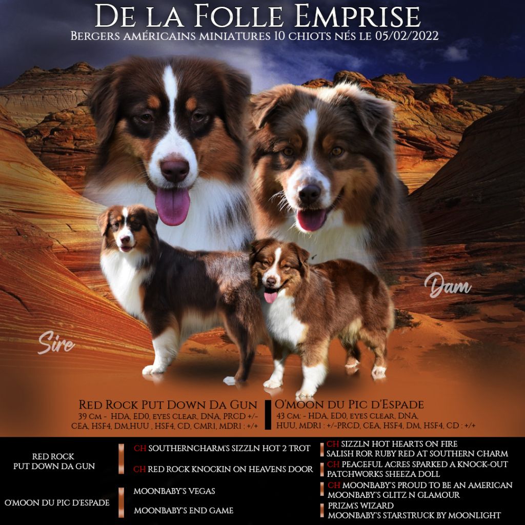 Chiot Berger Américain Miniature De La Folle Emprise