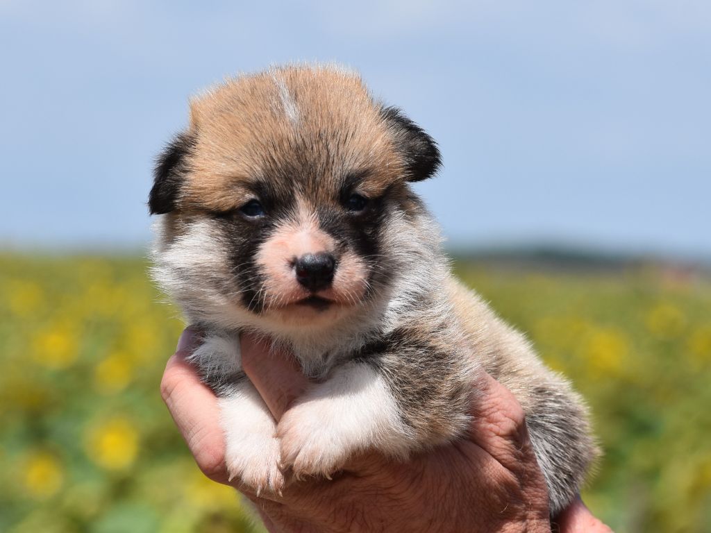 De La Folle Emprise - Chiots disponibles - Welsh Corgi Pembroke