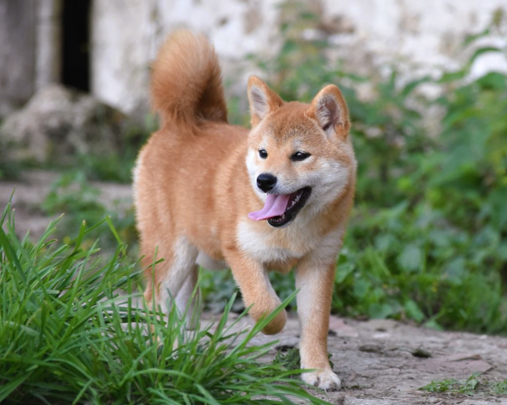 De La Folle Emprise - Chiots disponibles - Shiba