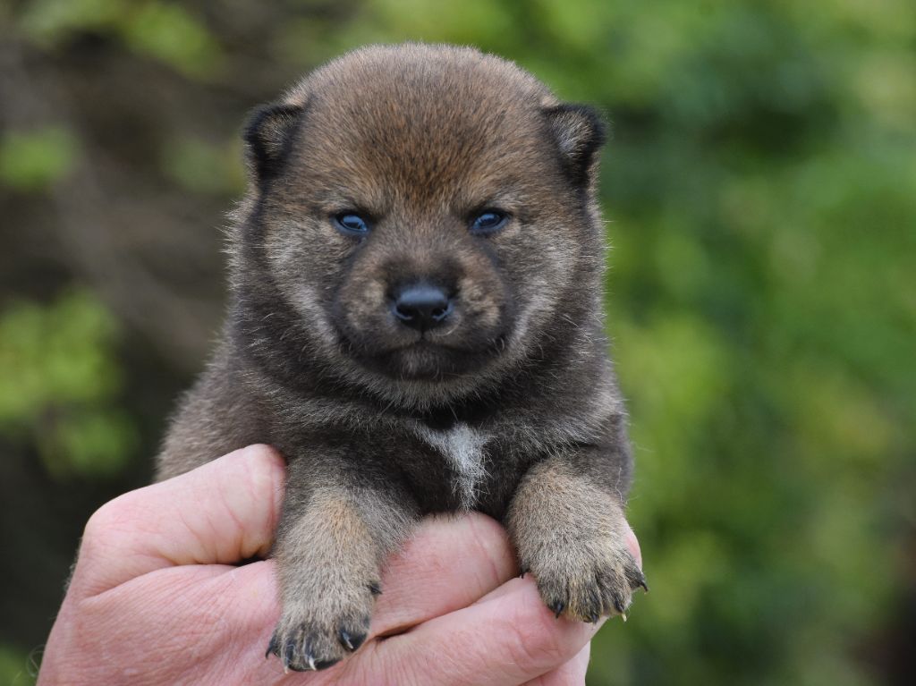 De La Folle Emprise - Chiots disponibles - Shiba