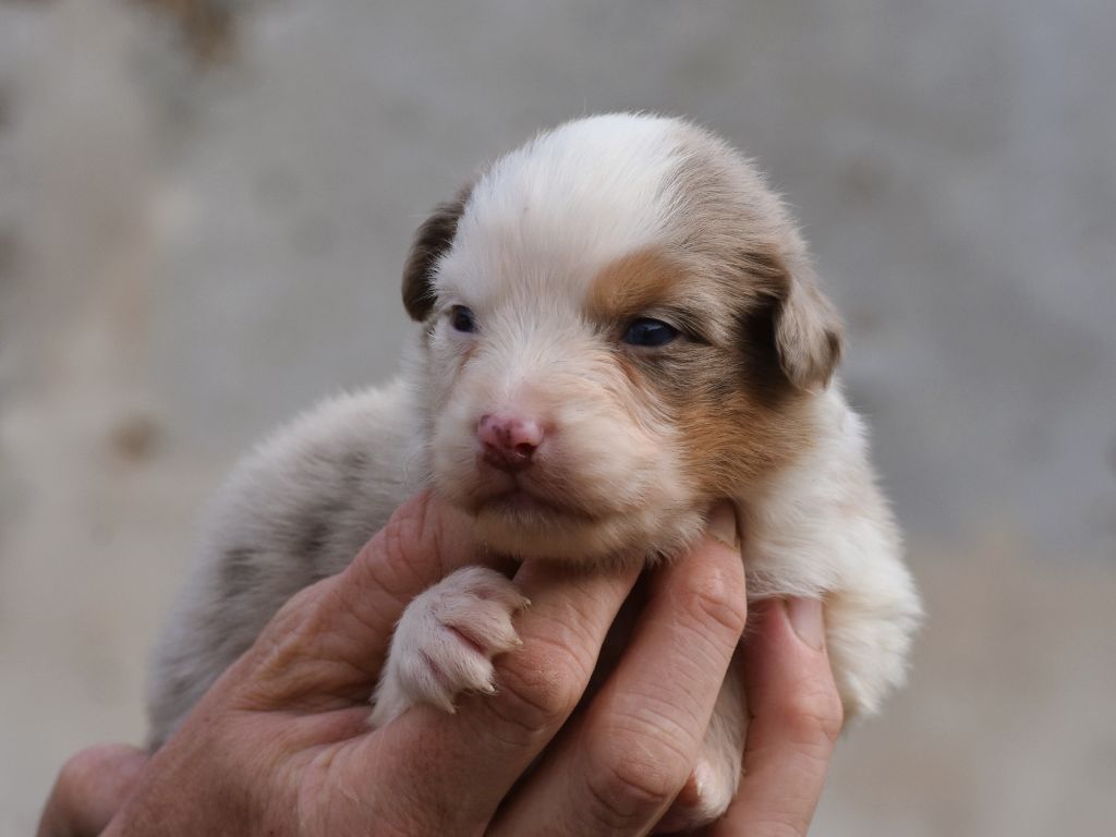 De La Folle Emprise - Chiots disponibles - Berger Australien