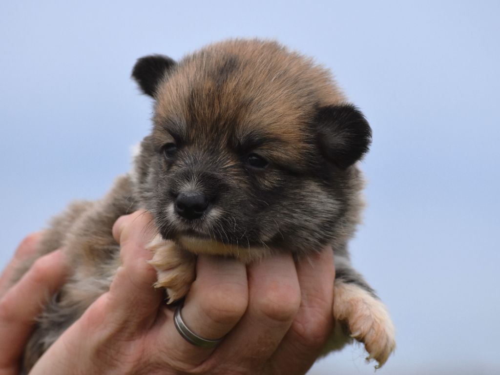 De La Folle Emprise - Chiots disponibles - Welsh Corgi Pembroke
