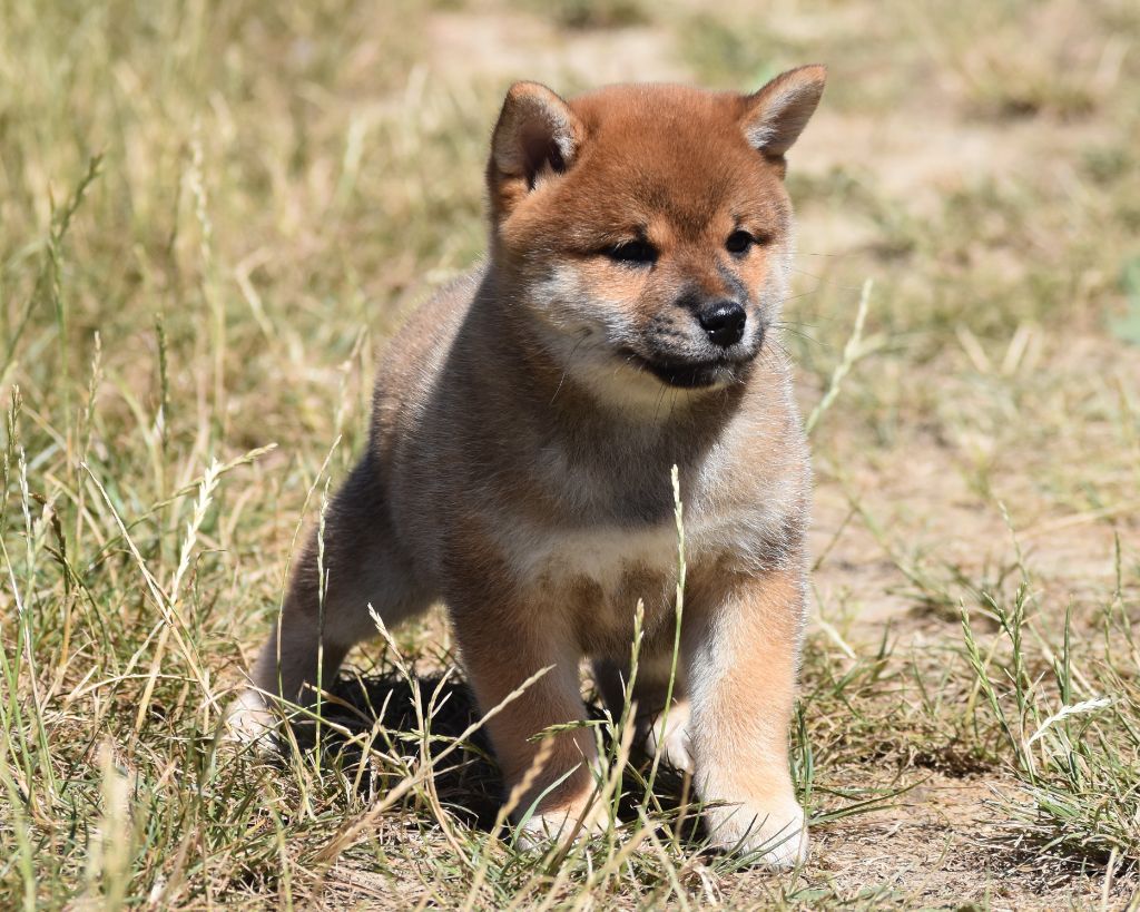 De La Folle Emprise - Chiots disponibles - Shiba
