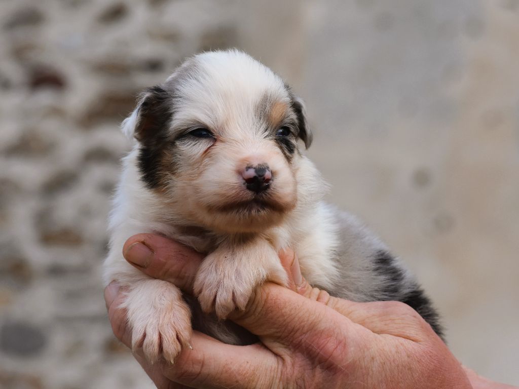 De La Folle Emprise - Chiots disponibles - Berger Australien
