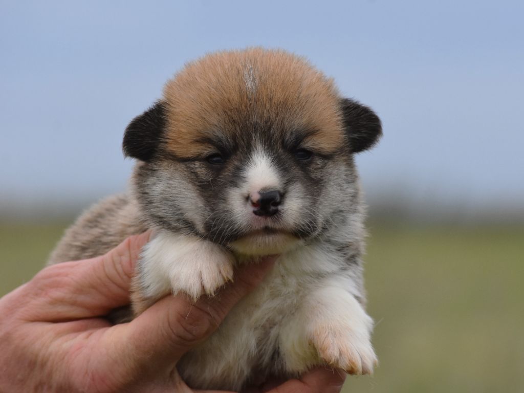 De La Folle Emprise - Chiots disponibles - Welsh Corgi Pembroke