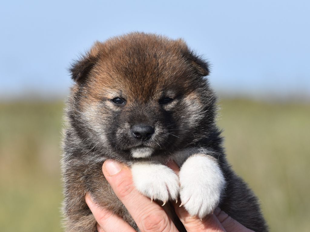 De La Folle Emprise - Chiots disponibles - Shiba