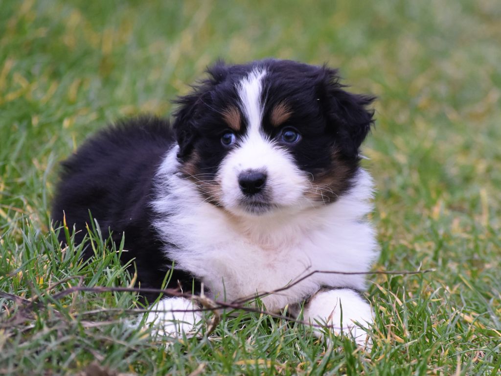 De La Folle Emprise - Berger Australien - Portée née le 17/09/2025