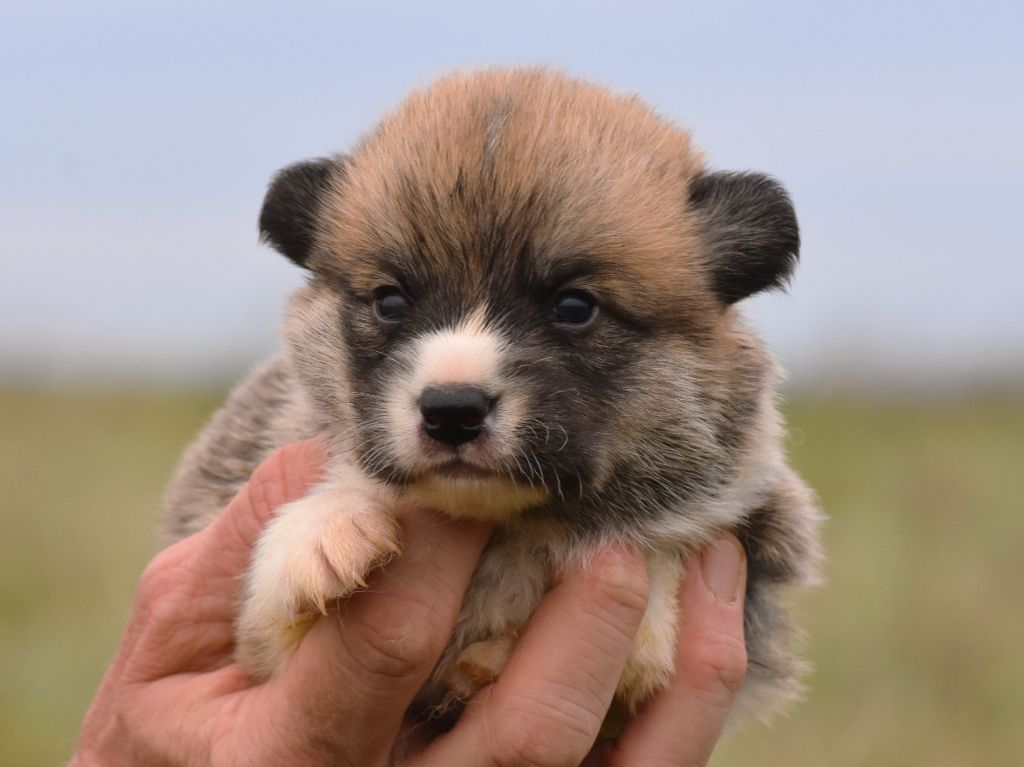 De La Folle Emprise - Chiots disponibles - Welsh Corgi Pembroke