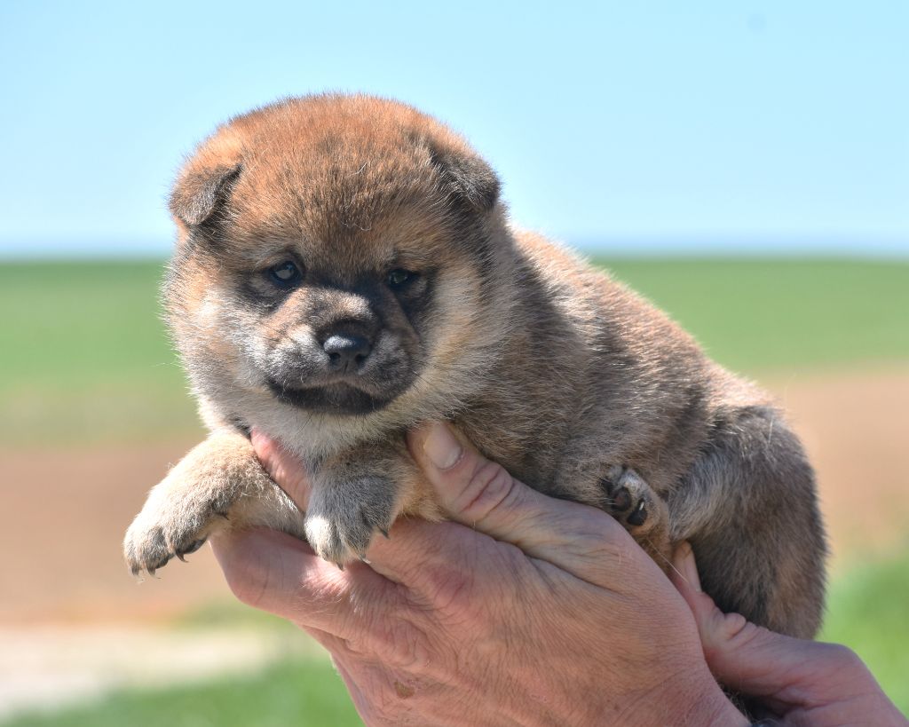 De La Folle Emprise - Chiots disponibles - Shiba