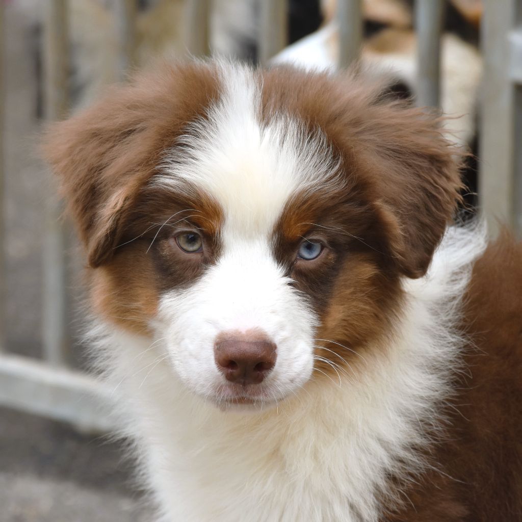 De La Folle Emprise - Chiots disponibles - Berger Australien