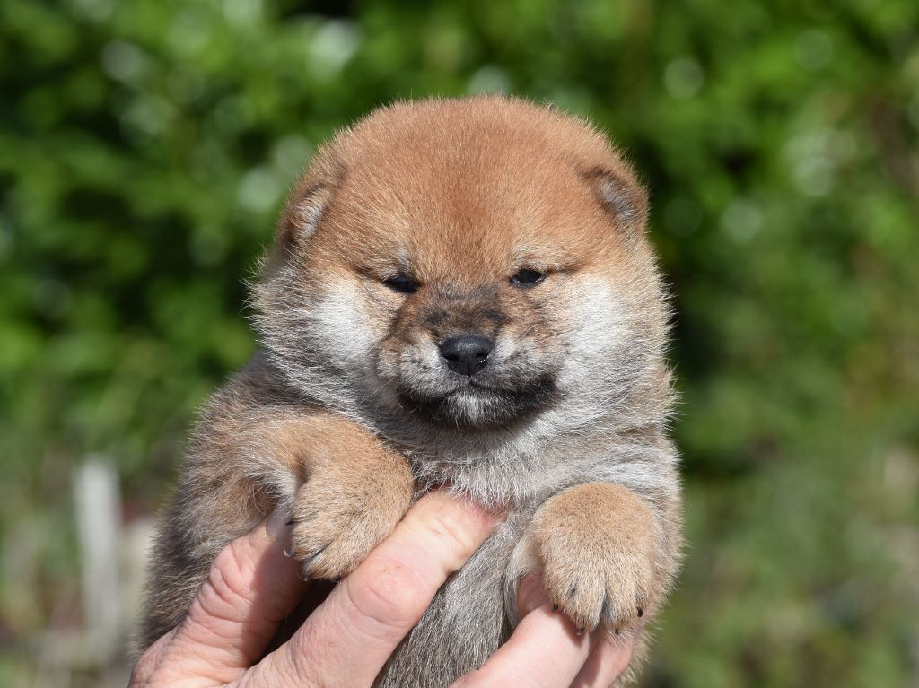 De La Folle Emprise - Chiots disponibles - Shiba