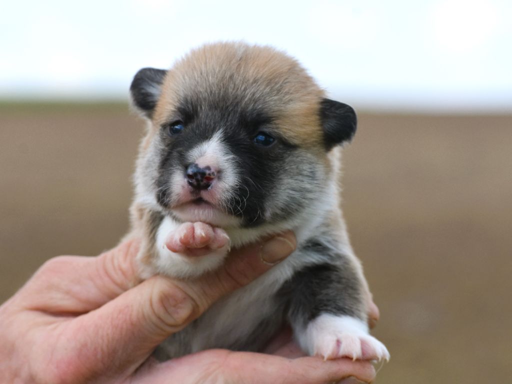 De La Folle Emprise - Chiots disponibles - Welsh Corgi Pembroke