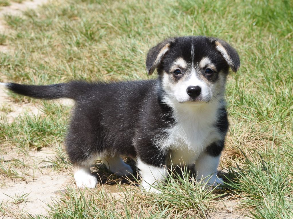 De La Folle Emprise - Chiots disponibles - Welsh Corgi Pembroke