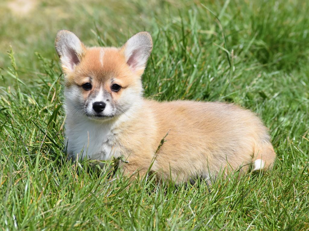 De La Folle Emprise - Welsh Corgi Pembroke - Portée née le 14/03/2025