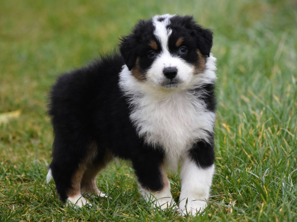 De La Folle Emprise - Chiots disponibles - Berger Australien