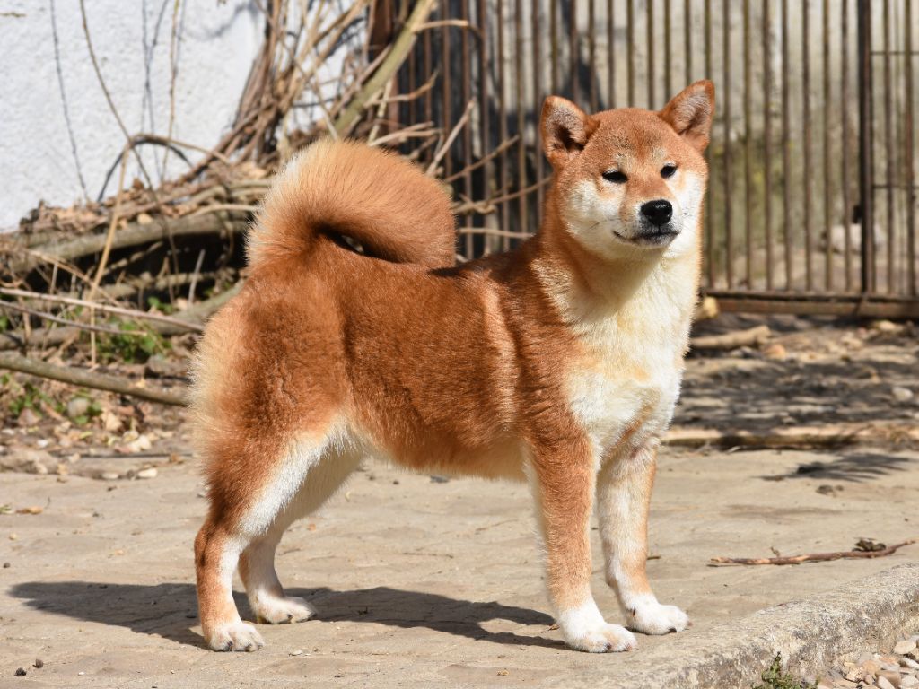 De La Folle Emprise - Chiots disponibles - Shiba