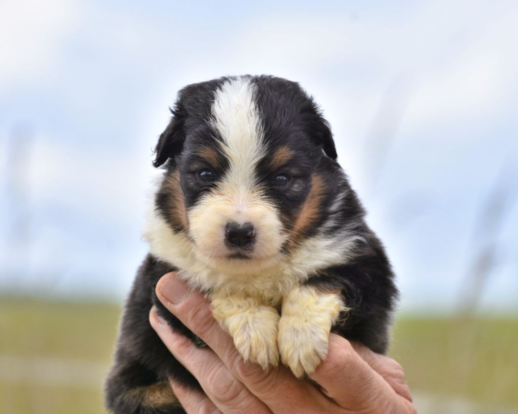 De La Folle Emprise - Chiots disponibles - Berger Américain Miniature 