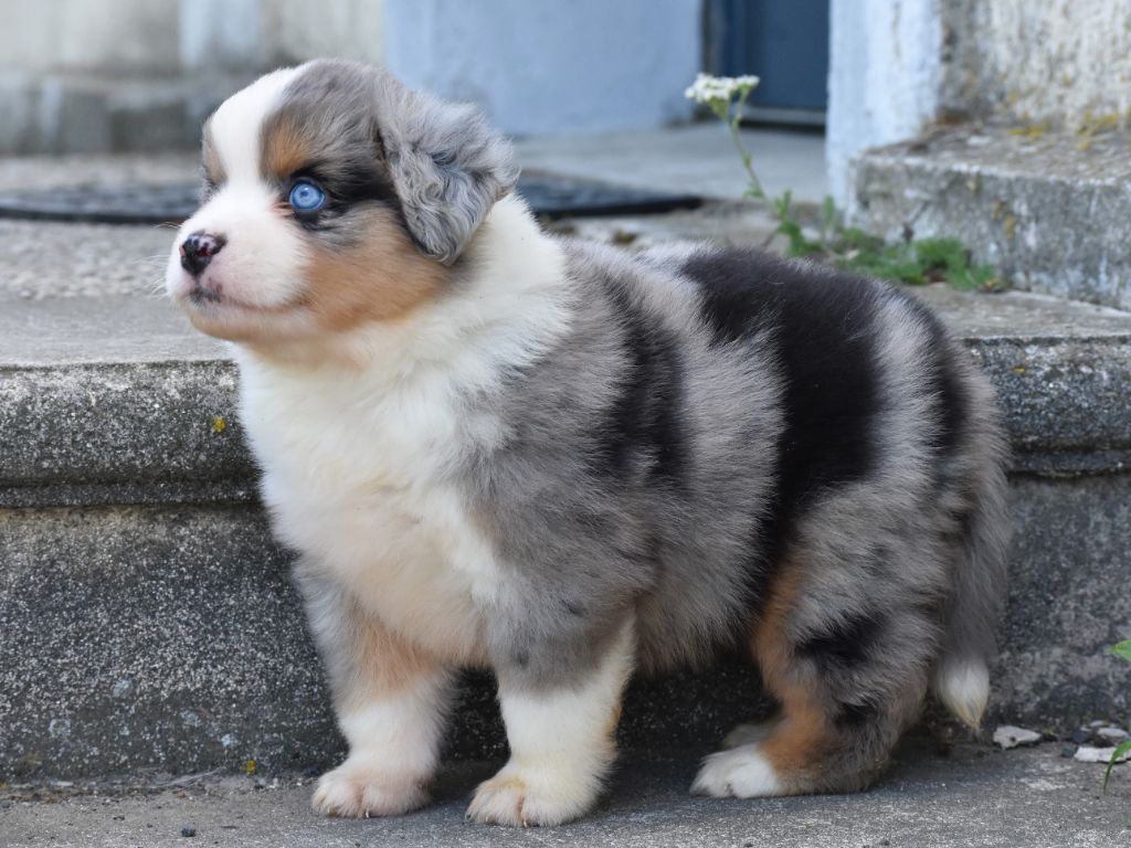 De La Folle Emprise - Chiots disponibles - Berger Américain Miniature 