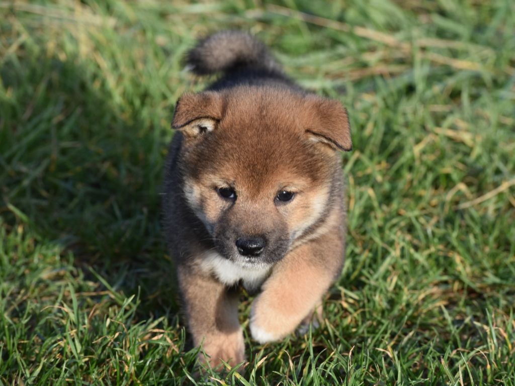 De La Folle Emprise - Chiots disponibles - Shiba