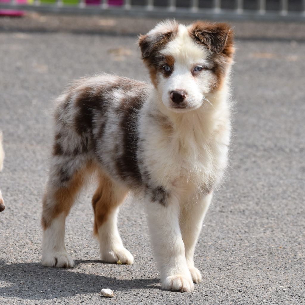 De La Folle Emprise - Chiots disponibles - Berger Australien