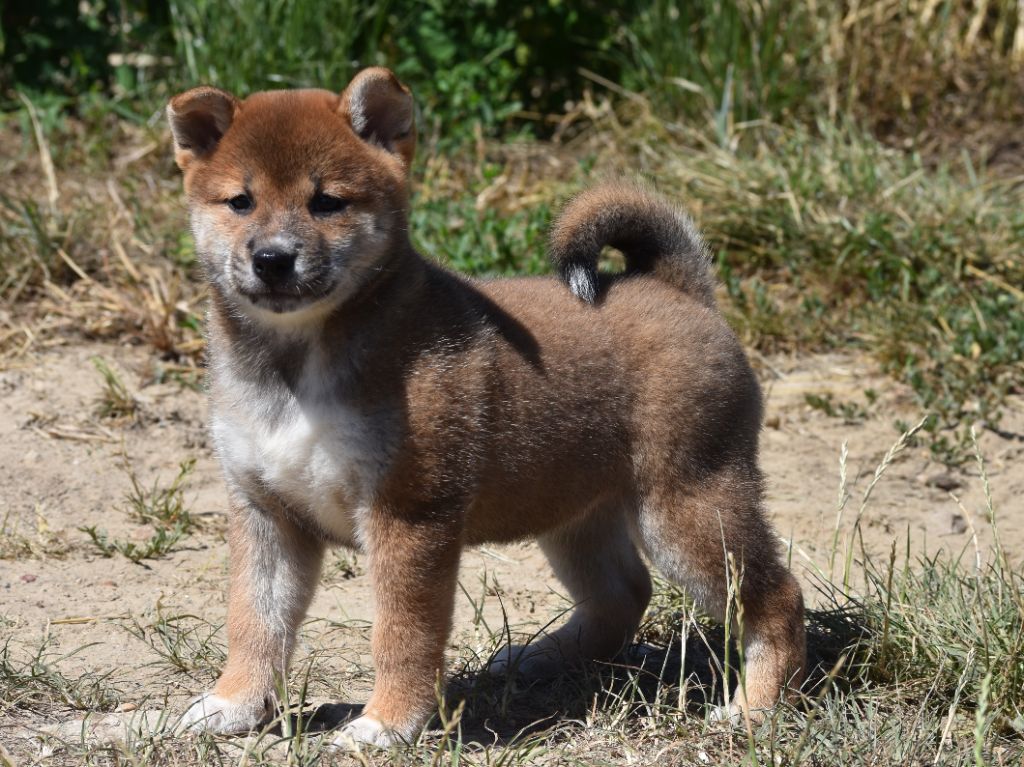 De La Folle Emprise - Chiots disponibles - Shiba