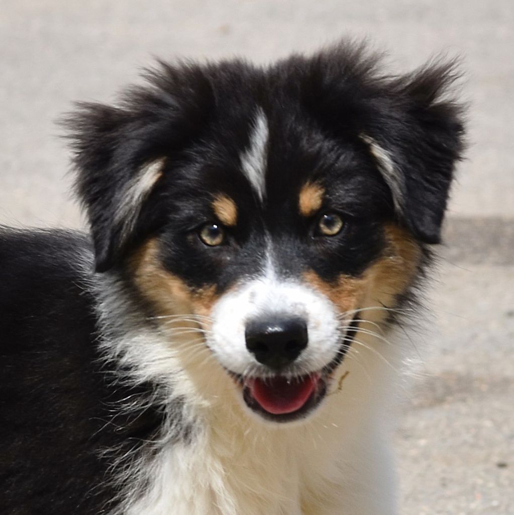 De La Folle Emprise - Chiots disponibles - Berger Australien