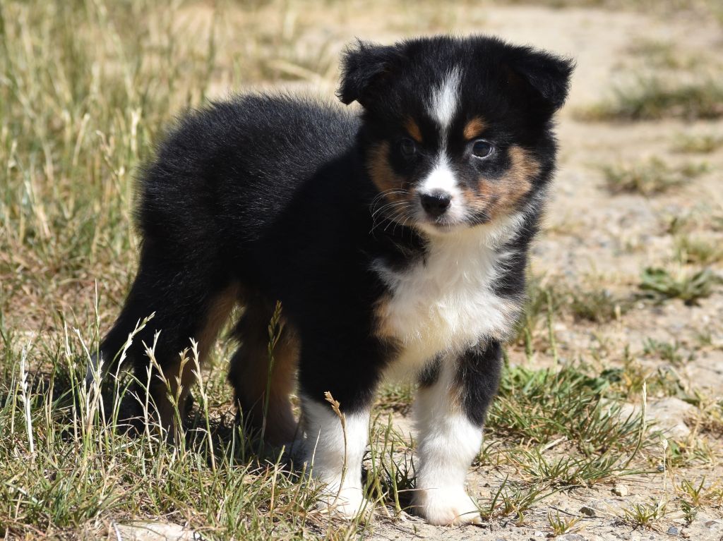 De La Folle Emprise - Chiots disponibles - Berger Américain Miniature 