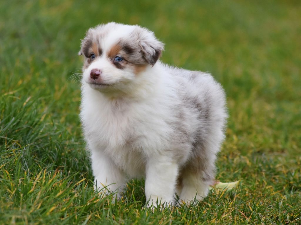 De La Folle Emprise - Chiots disponibles - Berger Australien