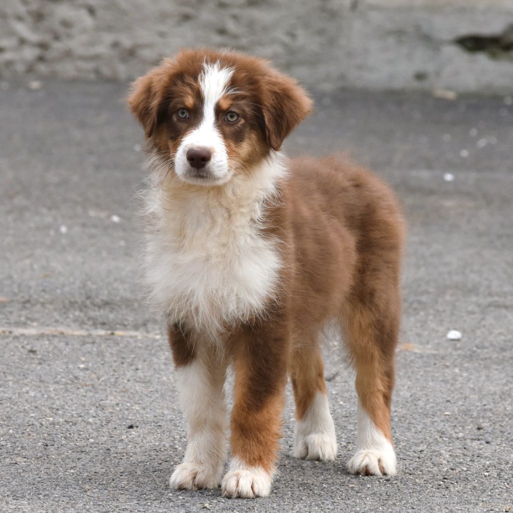 De La Folle Emprise - Chiots disponibles - Berger Australien